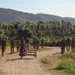 Balikatan 24: 2nd Battalion, 27th Infantry Regiment, 3rd Infantry Brigade Combat Team, 25th Infantry Division conducts reconnaissance training with 1st Battalion, The Royal Australian Regiment