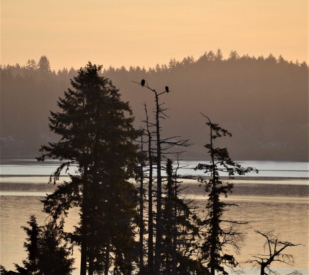 Silent Sentinels at Dawn