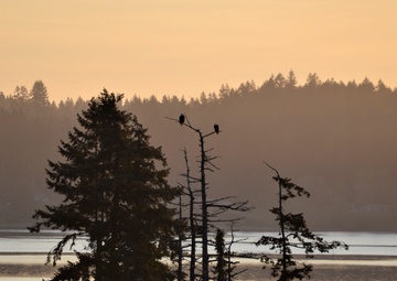 Silent Sentinels at Dawn