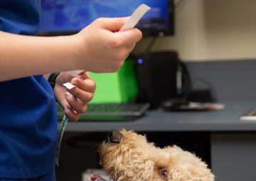 Veterinary Readiness Activity, Fort Belvoir nips it in the bud, puts the “surge” in surgery