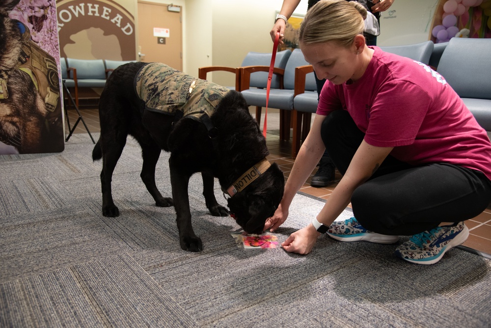 National Nurses Week: Facility Dog Therapy Painting &amp; Ice Cream Social