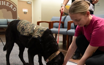 Walter Reed Celebrate Nurses with Facility Dog Therapy Painting Event