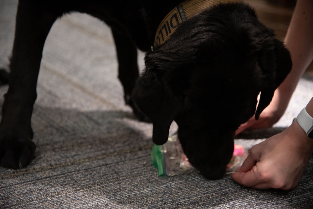 National Nurses Week: Facility Dog Therapy Painting &amp; Ice Cream Social