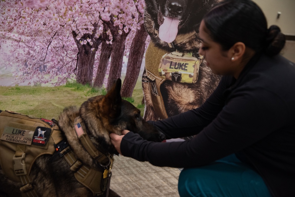 National Nurses Week: Facility Dog Therapy Painting &amp; Ice Cream Social