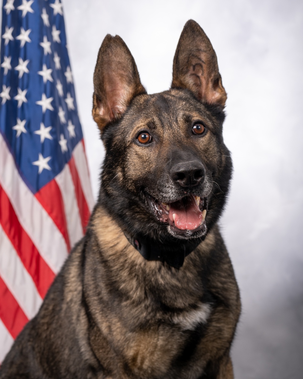 USAF Military Working Dog Official Portrait
