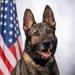 USAF Military Working Dog Official Portrait