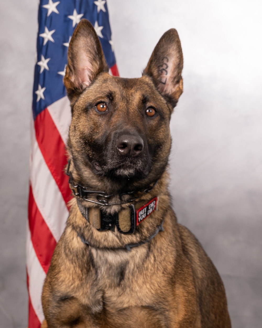 USAF Military Working Dog Official Portrait