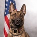 USAF Military Working Dog Official Portrait
