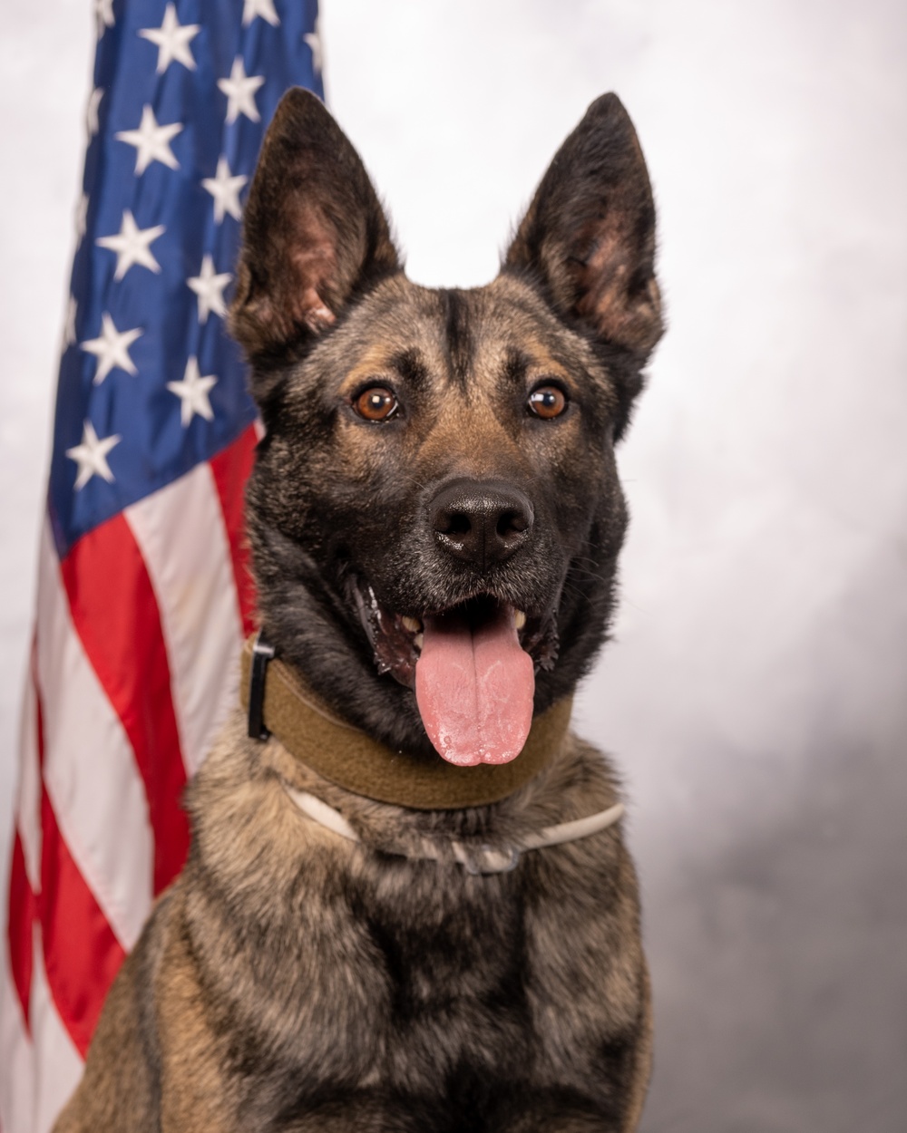 USAF Military Working Dog Official Portrait