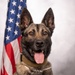 USAF Military Working Dog Official Portrait