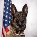 USAF Military Working Dog Official Portrait