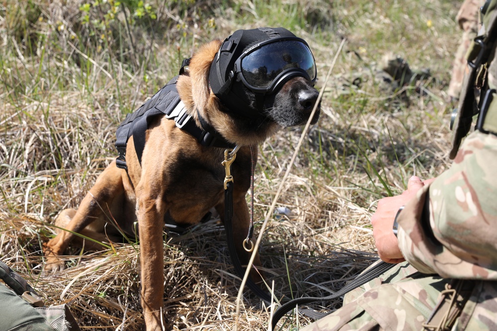 Military Working Dogs Defender 24