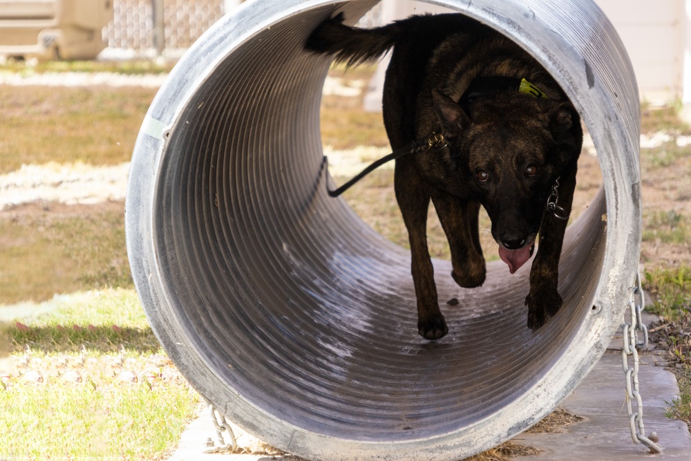 Military Working Dog, Bono