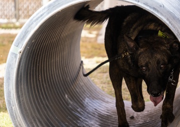 Military Working Dog, Bono