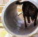 Military Working Dog, Bono