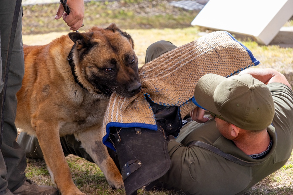 Military Working Dog, Thor, Bite-Work Training