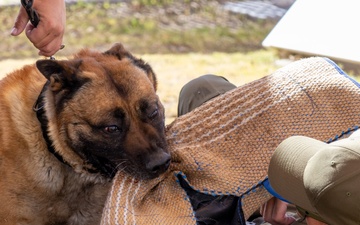 Military Working Dog, Thor, Bite-Work Training