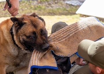 Military Working Dog, Thor, Bite-Work Training