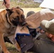 Military Working Dog, Thor, Bite-Work Training