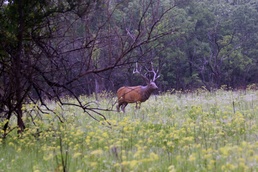 Hugo Lake staff hosts 3-D archery event