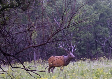 Hugo Lake staff hosts 2nd annual 3-D archery event