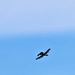 Air Force A-10s hold May 2024 training at Fort McCoy
