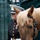 The Marine Corps Mounted Color Guard East Coast Tour