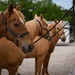 The Marine Corps Mounted Color Guard East Coast Tour