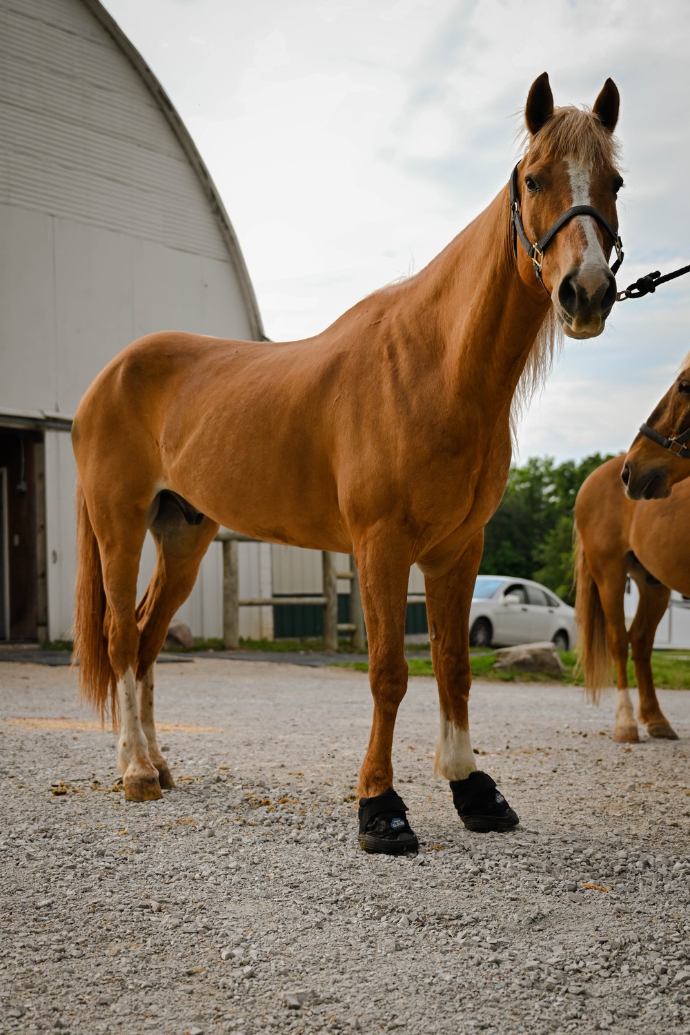 The Marine Corps Mounted Color Guard East Coast Tour