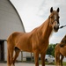 The Marine Corps Mounted Color Guard East Coast Tour