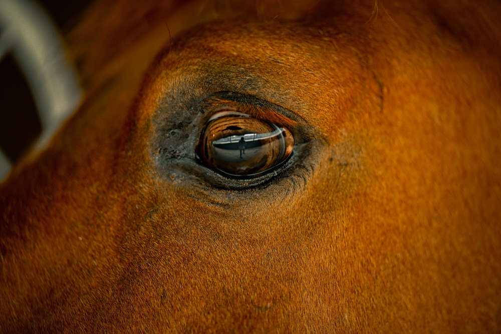 Marine Corps Mounted Color Guard