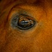 Marine Corps Mounted Color Guard