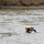 Riverine training at Gobi Wolf 2024 Riverine training at Gobi Wolf 2024