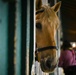 The Marine Corps Mounted Color Guard East Coast Tour