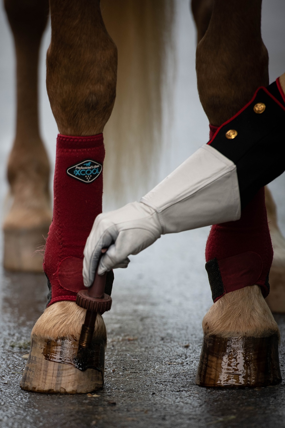 The Marine Corps Mounted Color Guard East Coast Tour