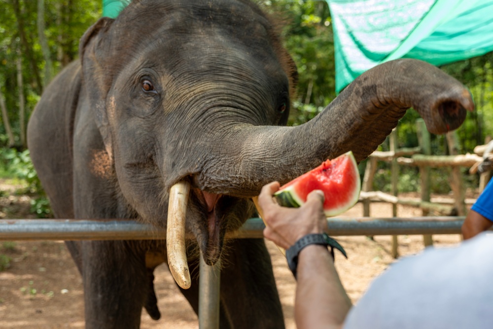 USNS Yukon Crew Visits, Swims with Thai Elephants