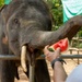 USNS Yukon Crew Visits, Swims with Thai Elephants