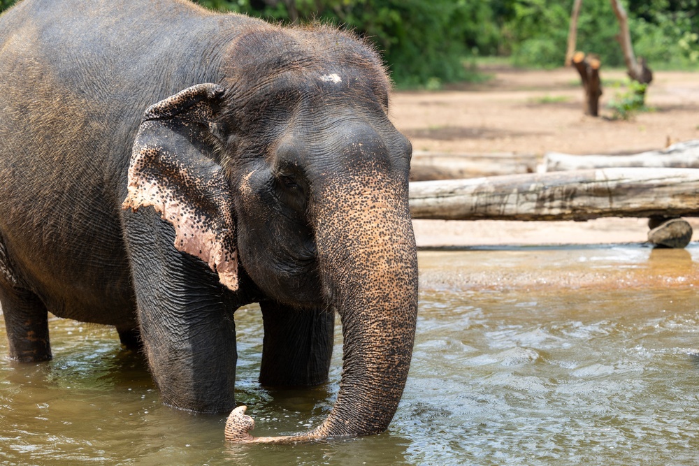 USNS Yukon Crew Visits, Swims with Thai Elephants