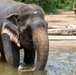 USNS Yukon Crew Visits, Swims with Thai Elephants