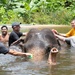 USNS Yukon Crew Visits, Swims with Thai Elephants