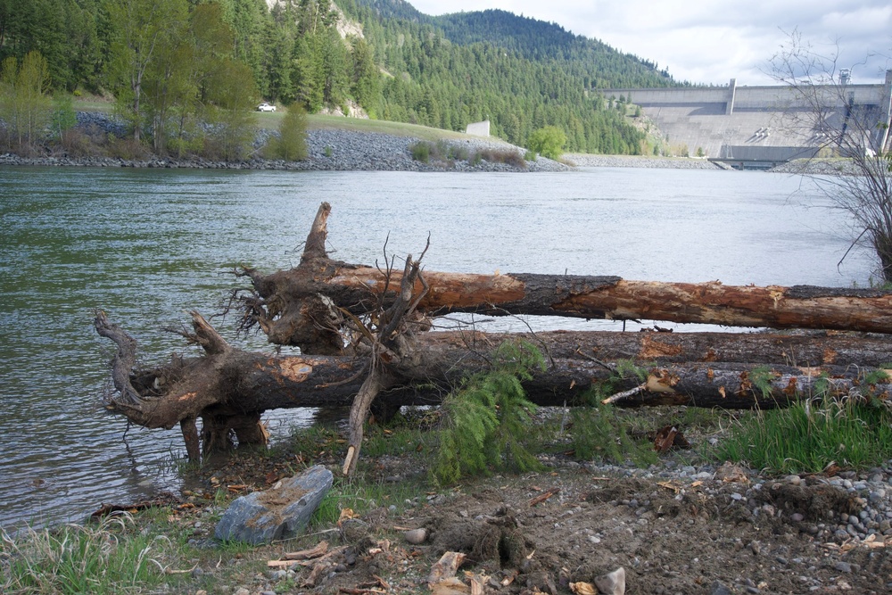 Army Corps improves Kootenai River habitat with second large wood placement