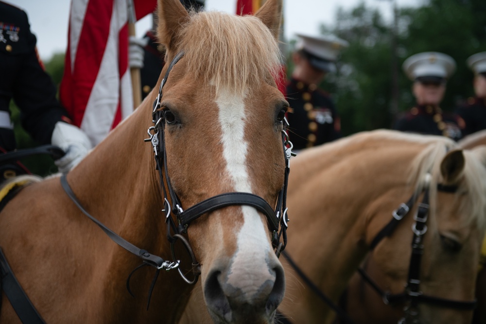 Marine Corps Mounted Color Guard East Coast Tour