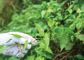 MARINES FIGHT FOR NATURE: HELP REMOVAL OF INVASIVE ALIEN PLANT / 海兵隊、自然と奮闘：特定外来生物の防除を支援