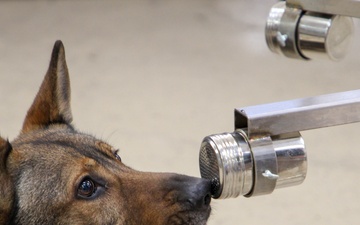 Army Lab Supports Four-Legged Warfighters in Explosive Detection
