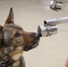 Army Lab Supports Four-Legged Warfighters in Explosive Detection