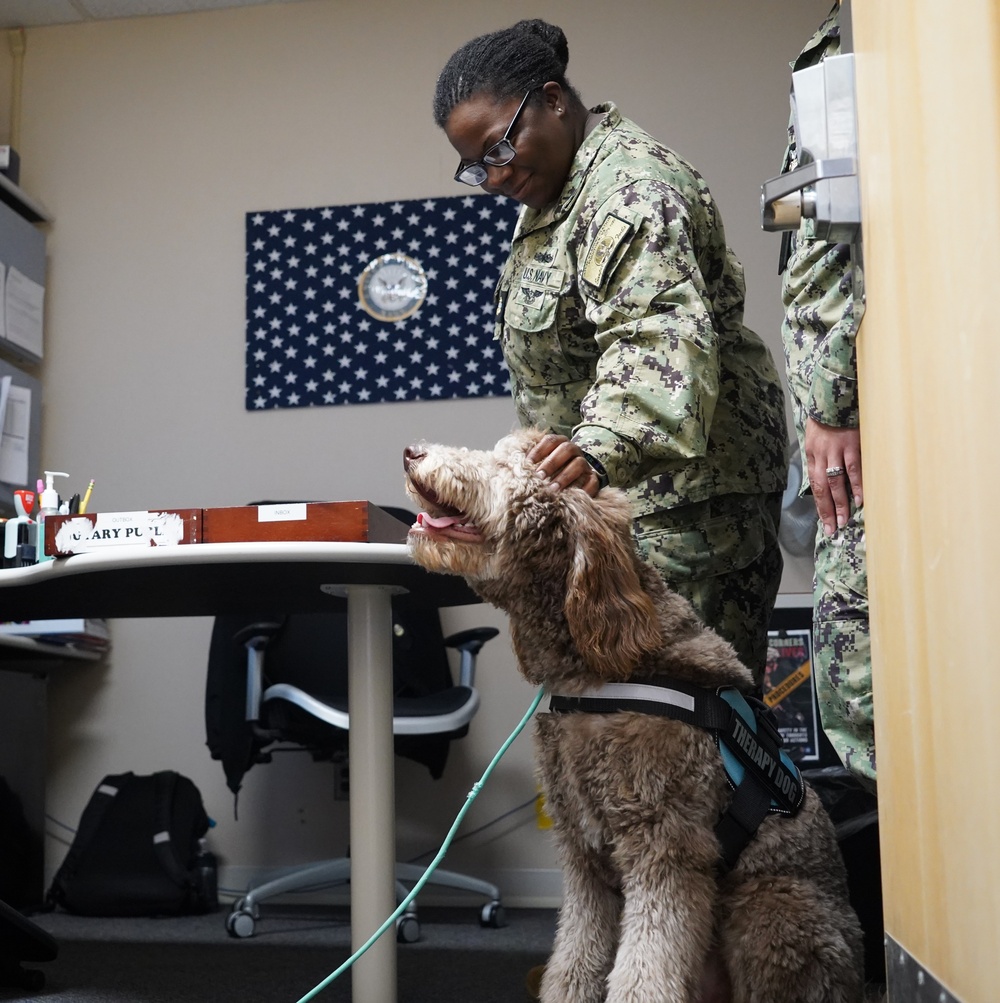 Therapy dog visits NWS Yorktown