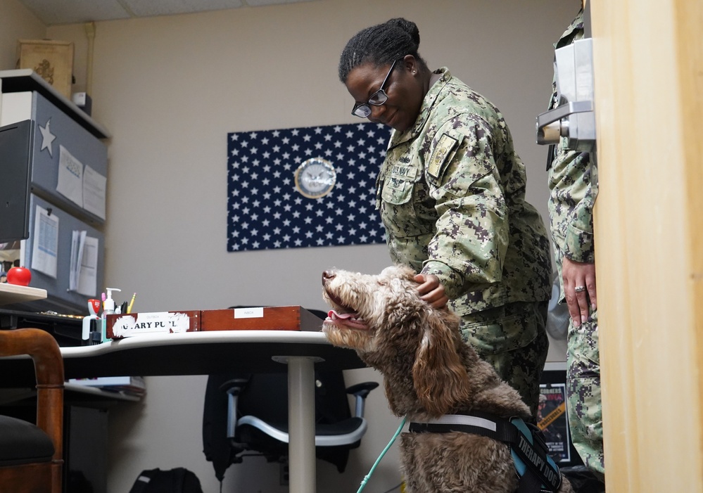 Therapy dog visits NWS Yorktown