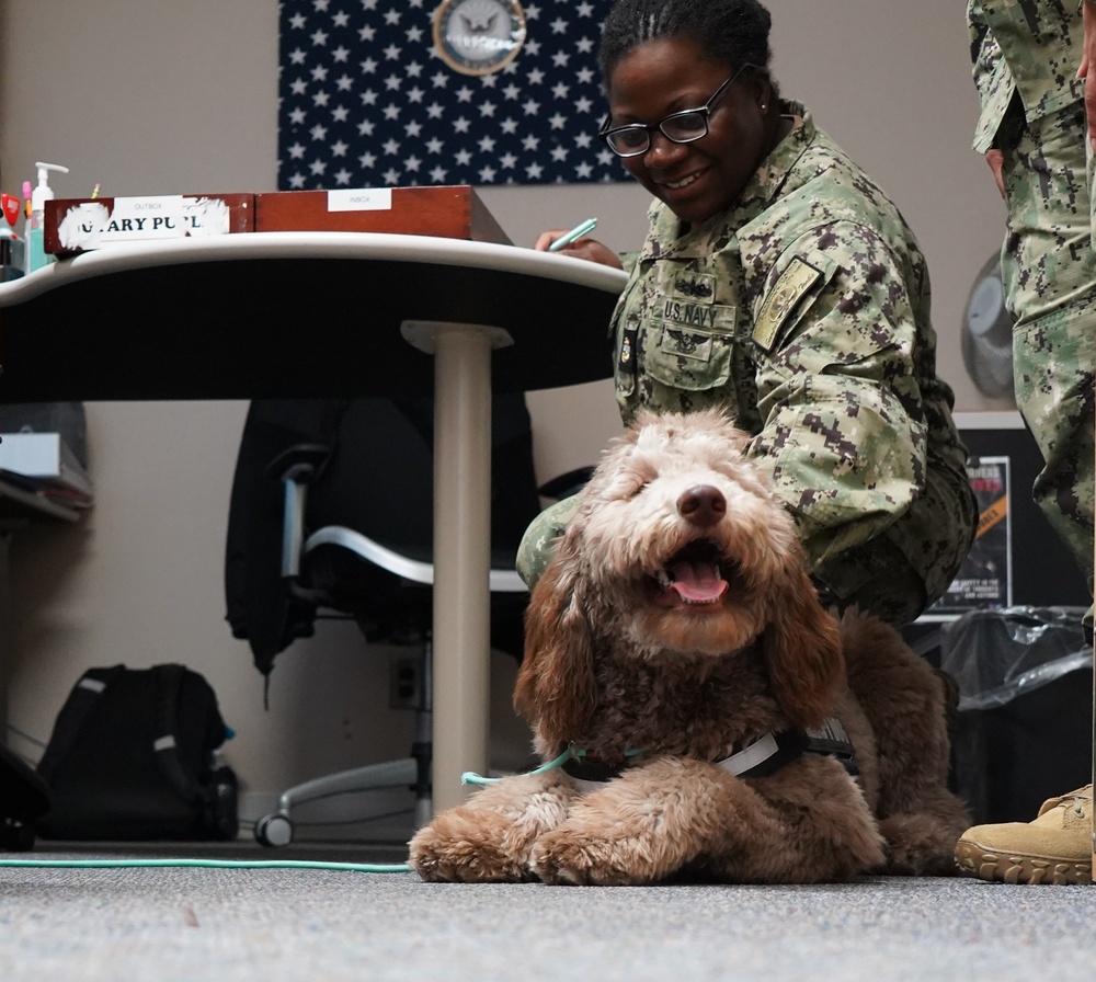 Therapy dog visits NWS Yorktown