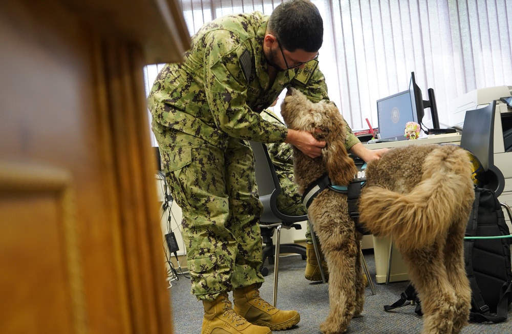 Therapy dog visits NWS Yorktown