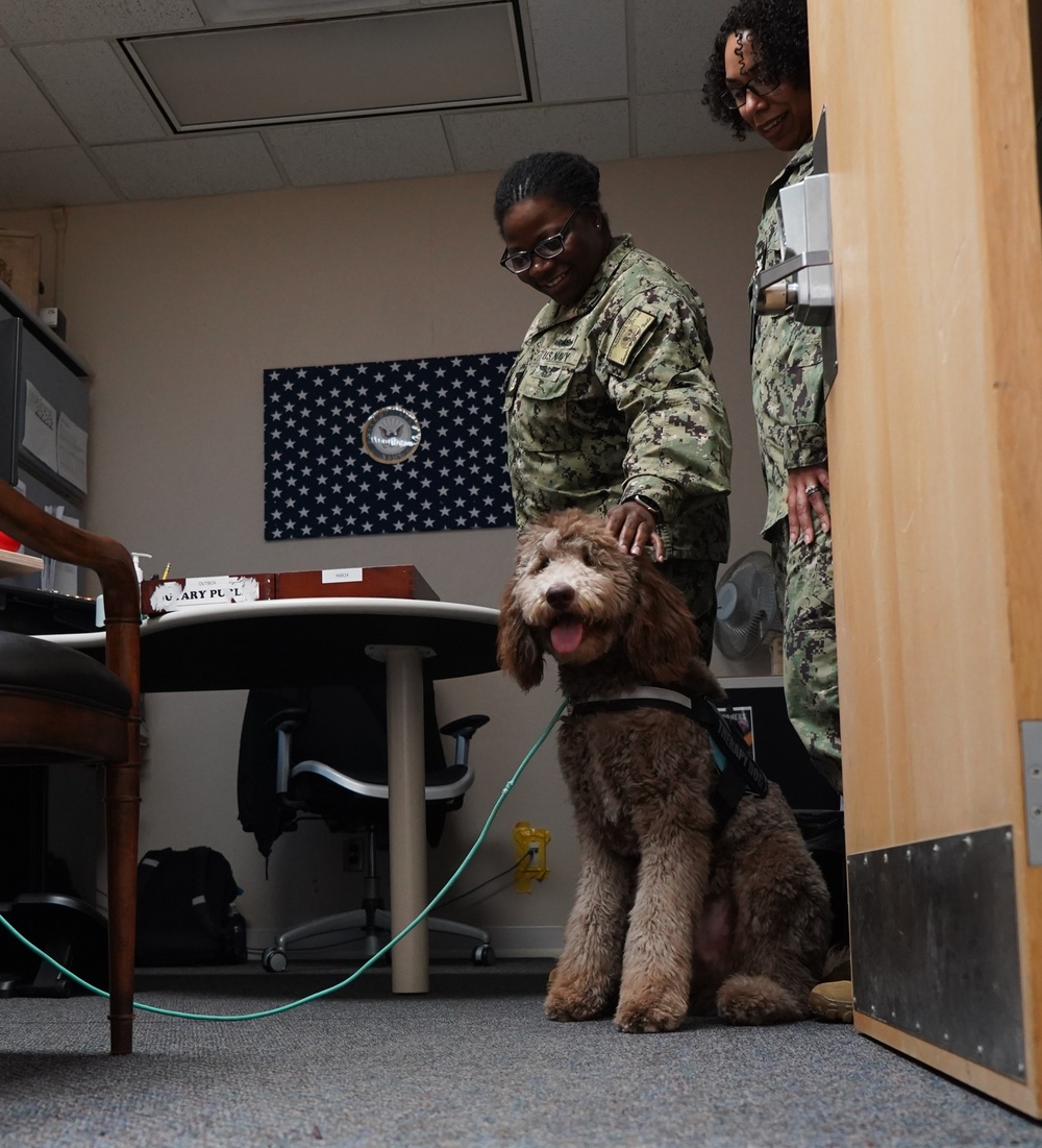 Therapy dog visits NWS Yorktown